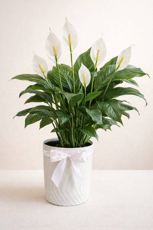 Elegant White Calla Lily Pot