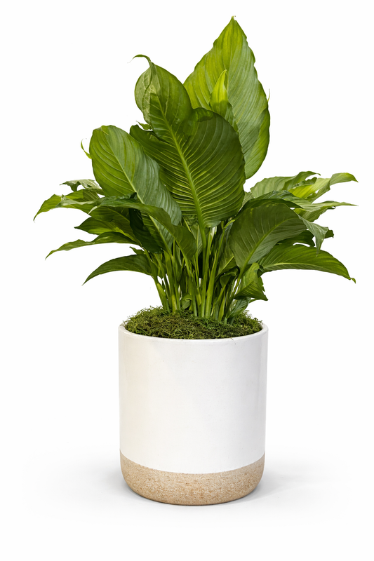 Modern Peace Lily Plant